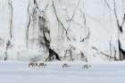 Svalbard reindeer-Rangifer tarandus-walk along a glacier front Norway Art Print